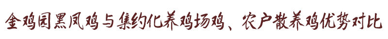 金雞園黑鳳雞與集約化養(yǎng)雞場雞、農(nóng)戶散養(yǎng)雞優(yōu)勢對比