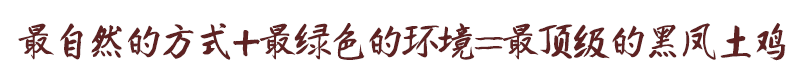 自然的方式+綠色的環(huán)境=土生土長的黑鳳土雞